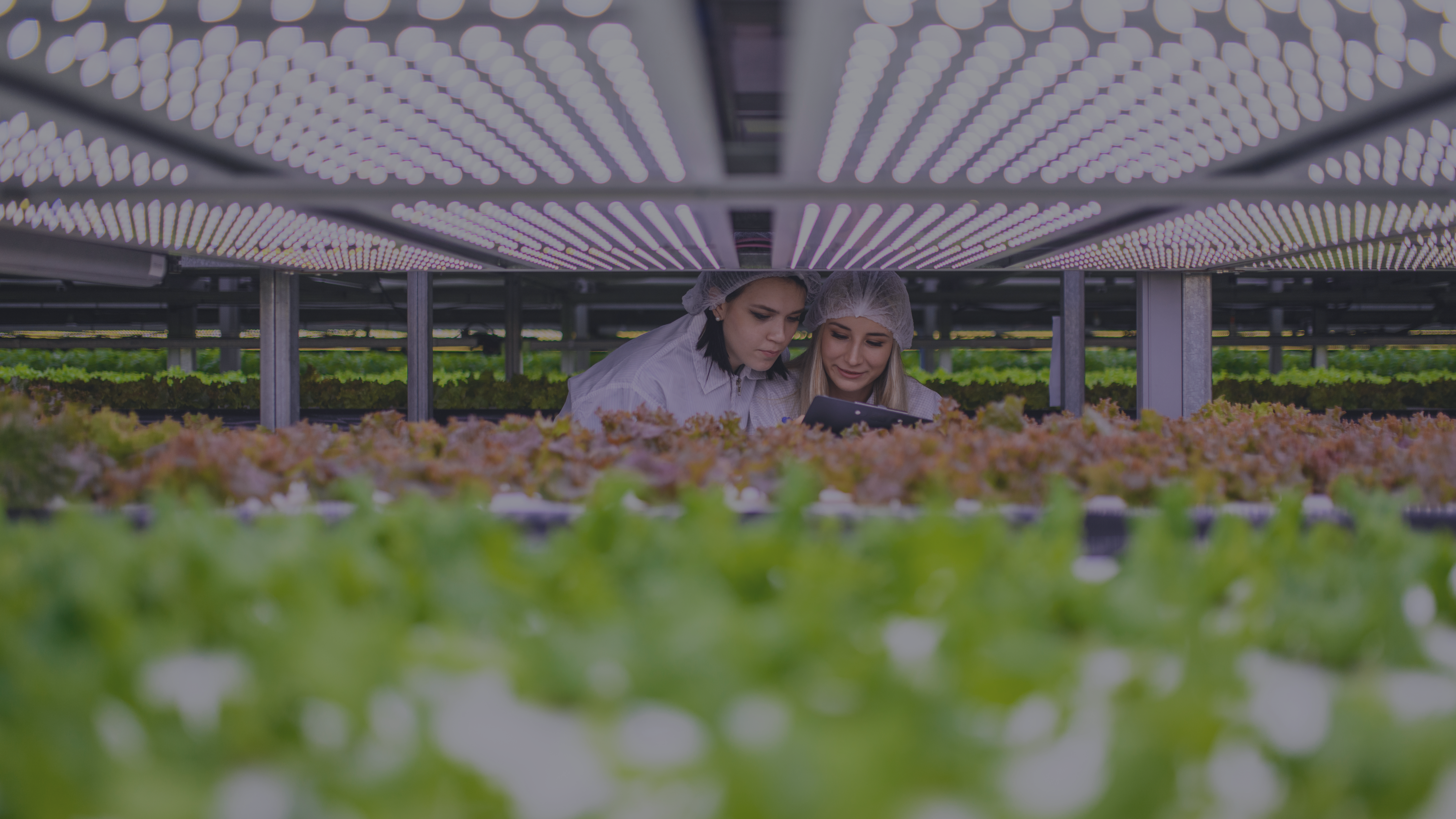 olome People Agroalimentaire